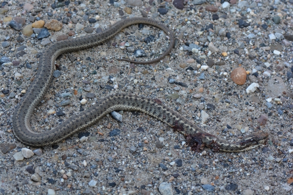 Photo of Thamnophis elegans by <a href="http://www.adventurevalley.com/larry">Larry Halverson</a>